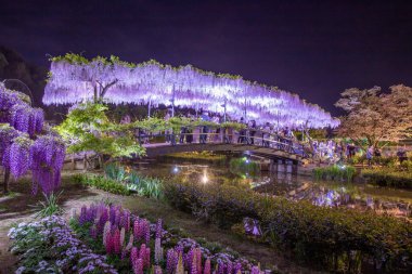 Tochigi İlçesindeki Ashikaga Çiçek Parkı Manzarası