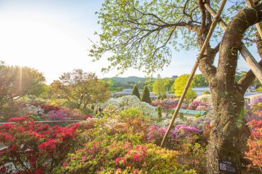Tochigi İlçesindeki Ashikaga Çiçek Parkı Manzarası