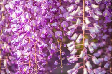 Tochigi 'nin Ashikaga şehrindeki Wisteria çiçekleri.