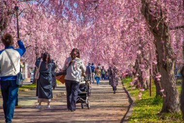 Kitakata City, Fukushima 'da Nicchu Hattı' nda kiraz çiçekleri açıyor.