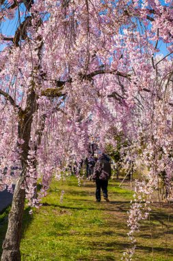 Kitakata City, Fukushima 'da Nicchu Hattı' nda kiraz çiçekleri açıyor.