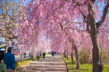 Kitakata City, Fukushima 'da Nicchu Hattı' nda kiraz çiçekleri açıyor.