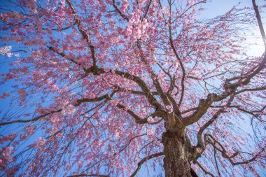 Kitakata City, Fukushima 'da Nicchu Hattı' nda kiraz çiçekleri açıyor.