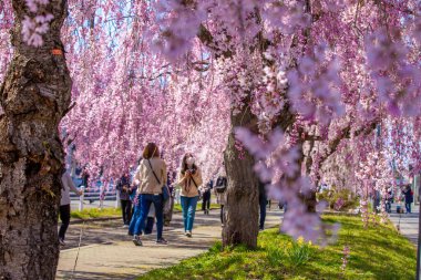 Kitakata City, Fukushima 'da Nicchu Hattı' nda kiraz çiçekleri açıyor.