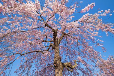 Kitakata City, Fukushima 'da Nicchu Hattı' nda kiraz çiçekleri açıyor.