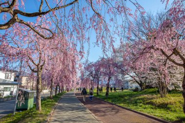 Kitakata City, Fukushima 'da Nicchu Hattı' nda kiraz çiçekleri açıyor.