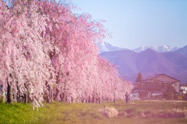 Kitakata City, Fukushima 'da Nicchu Hattı' nda kiraz çiçekleri açıyor.