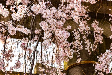 Kyoto 'da İlkbahar: Oishi Tapınağında Kiraz Çiçekleri