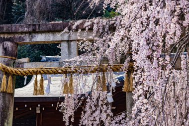 Kyoto 'da İlkbahar: Oishi Tapınağında Kiraz Çiçekleri