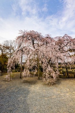 Kyoto 'da İlkbahar: Oishi Tapınağında Kiraz Çiçekleri