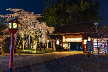 Kyoto 'daki Hirano Tapınağı' nda kiraz çiçeği manzarası