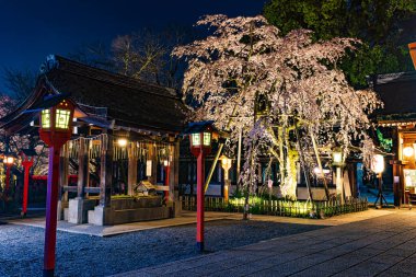 Kyoto 'daki Hirano Tapınağı' nda kiraz çiçeği manzarası