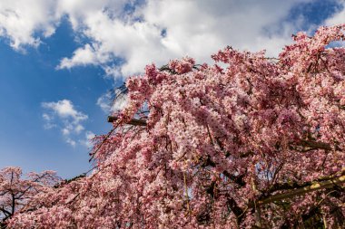 Kyoto: Daigoji Tapınağı 'nın ağlayan kiraz çiçekleri tamamen çiçek açıyor
