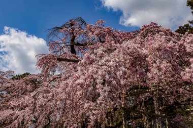 Kyoto: Daigoji Tapınağı 'nın ağlayan kiraz çiçekleri tamamen çiçek açıyor