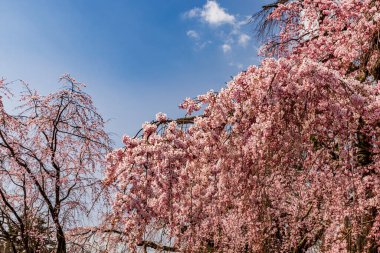 Kyoto: Daigoji Tapınağı 'nın ağlayan kiraz çiçekleri tamamen çiçek açıyor