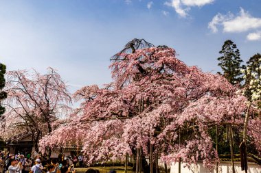 Kyoto: Daigoji Tapınağı 'nın ağlayan kiraz çiçekleri tamamen çiçek açıyor