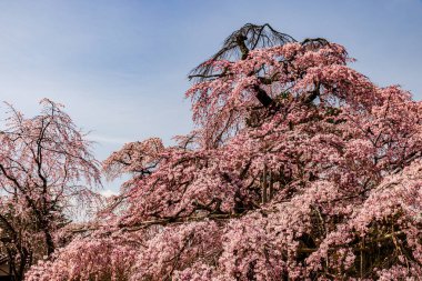 Kyoto: Daigoji Tapınağı 'nın ağlayan kiraz çiçekleri tamamen çiçek açıyor