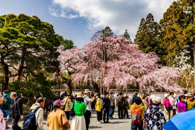 Kyoto: Daigoji Tapınağı 'nın ağlayan kiraz çiçekleri tamamen çiçek açıyor