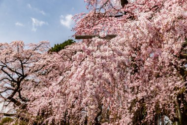 Kyoto: Daigoji Tapınağı 'nın ağlayan kiraz çiçekleri tamamen çiçek açıyor