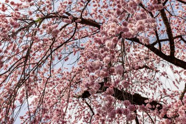 Kyoto: Daigoji Tapınağı 'nın ağlayan kiraz çiçekleri tamamen çiçek açıyor