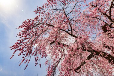 Kyoto: Daigoji Tapınağı 'nın ağlayan kiraz çiçekleri tamamen çiçek açıyor