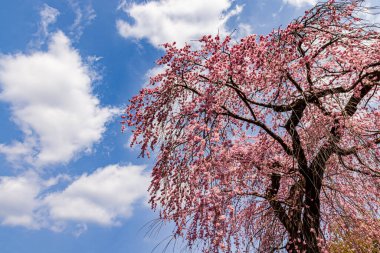 Kyoto: Daigoji Tapınağı 'nın ağlayan kiraz çiçekleri tamamen çiçek açıyor