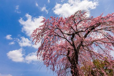 Kyoto: Daigoji Tapınağı 'nın ağlayan kiraz çiçekleri tamamen çiçek açıyor