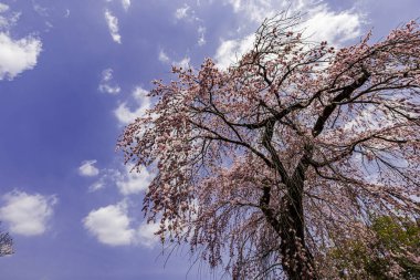 Kyoto: Daigoji Tapınağı 'nın ağlayan kiraz çiçekleri tamamen çiçek açıyor