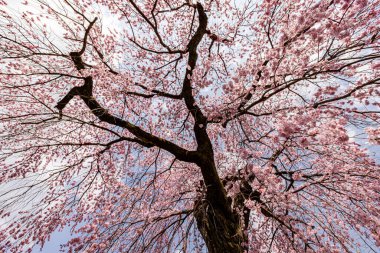 Kyoto: Daigoji Tapınağı 'nın ağlayan kiraz çiçekleri tamamen çiçek açıyor