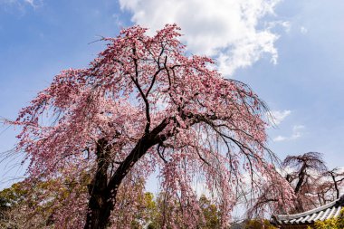 Kyoto: Daigoji Tapınağı 'nın ağlayan kiraz çiçekleri tamamen çiçek açıyor