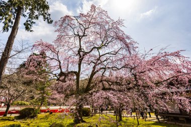 Kyoto: Daigoji Tapınağı 'nın ağlayan kiraz çiçekleri tamamen çiçek açıyor