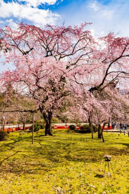 Kyoto: Daigoji Tapınağı 'nın ağlayan kiraz çiçekleri tamamen çiçek açıyor