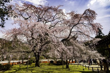 Kyoto: Daigoji Tapınağı 'nın ağlayan kiraz çiçekleri tamamen çiçek açıyor