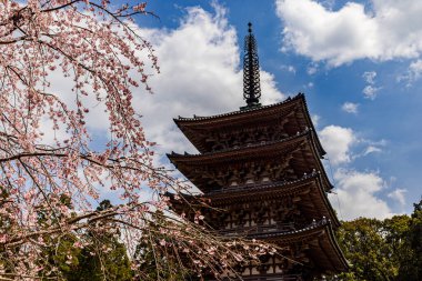 Kyoto: Daigoji Tapınağı 'nın ağlayan kiraz çiçekleri tamamen çiçek açıyor