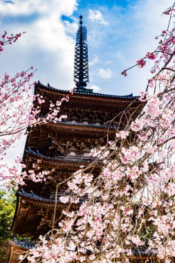 Kyoto: Daigoji Tapınağı 'nın ağlayan kiraz çiçekleri tamamen çiçek açıyor