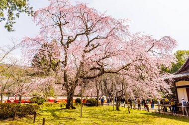 Kyoto: Daigoji Tapınağı 'nın ağlayan kiraz çiçekleri tamamen çiçek açıyor