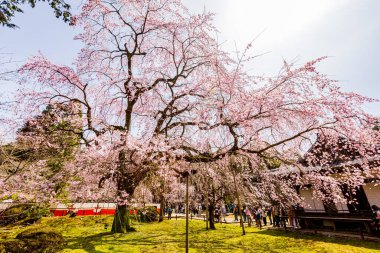 Kyoto: Daigoji Tapınağı 'nın ağlayan kiraz çiçekleri tamamen çiçek açıyor