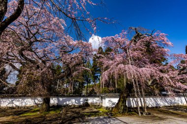 Kyoto: Daigoji Tapınağı 'nın ağlayan kiraz çiçekleri tamamen çiçek açıyor