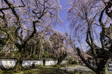 Kyoto: Daigoji Tapınağı 'nın ağlayan kiraz çiçekleri tamamen çiçek açıyor