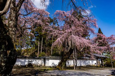 Kyoto: Daigoji Tapınağı 'nın ağlayan kiraz çiçekleri tamamen çiçek açıyor