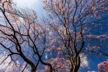 Kyoto: Daigoji Tapınağı 'nın ağlayan kiraz çiçekleri tamamen çiçek açıyor