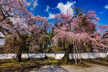 Kyoto: Daigoji Tapınağı 'nın ağlayan kiraz çiçekleri tamamen çiçek açıyor
