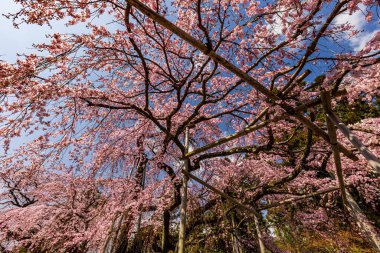 Kyoto: Daigoji Temple's weeping cherry blossoms in full bloom