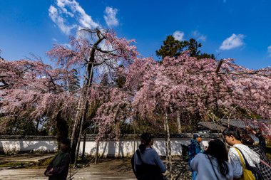 Kyoto: Daigoji Tapınağı 'nın ağlayan kiraz çiçekleri tamamen çiçek açıyor