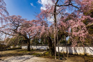 Kyoto: Daigoji Tapınağı 'nın ağlayan kiraz çiçekleri tamamen çiçek açıyor