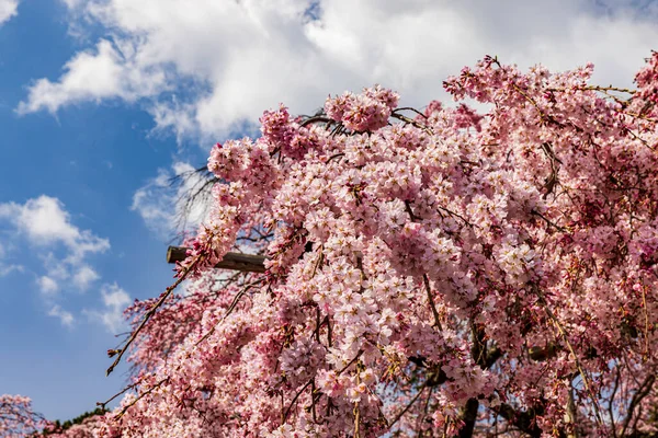 Kyoto: Daigoji Tapınağı 'nın ağlayan kiraz çiçekleri tamamen çiçek açıyor