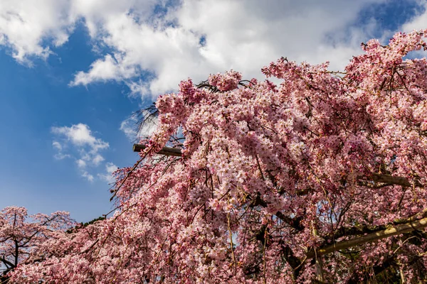 Kyoto: Daigoji Tapınağı 'nın ağlayan kiraz çiçekleri tamamen çiçek açıyor