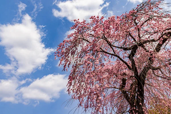 Kyoto: Daigoji Tapınağı 'nın ağlayan kiraz çiçekleri tamamen çiçek açıyor