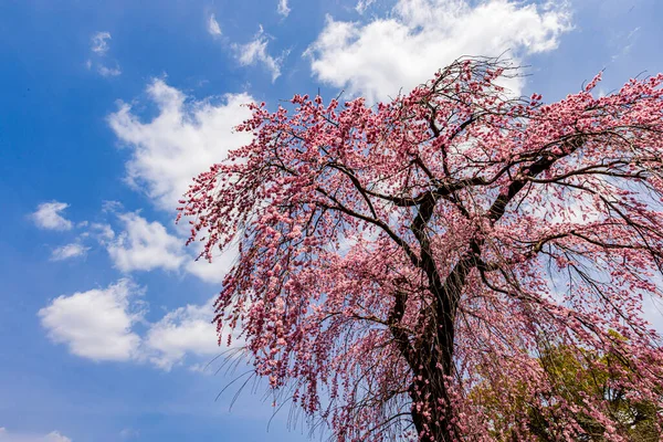 Kyoto: Daigoji Tapınağı 'nın ağlayan kiraz çiçekleri tamamen çiçek açıyor
