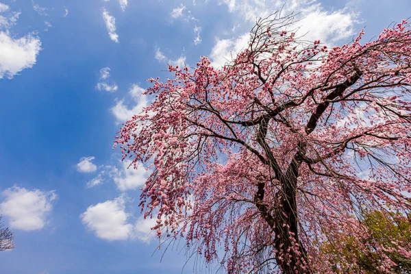Kyoto: Daigoji Tapınağı 'nın ağlayan kiraz çiçekleri tamamen çiçek açıyor